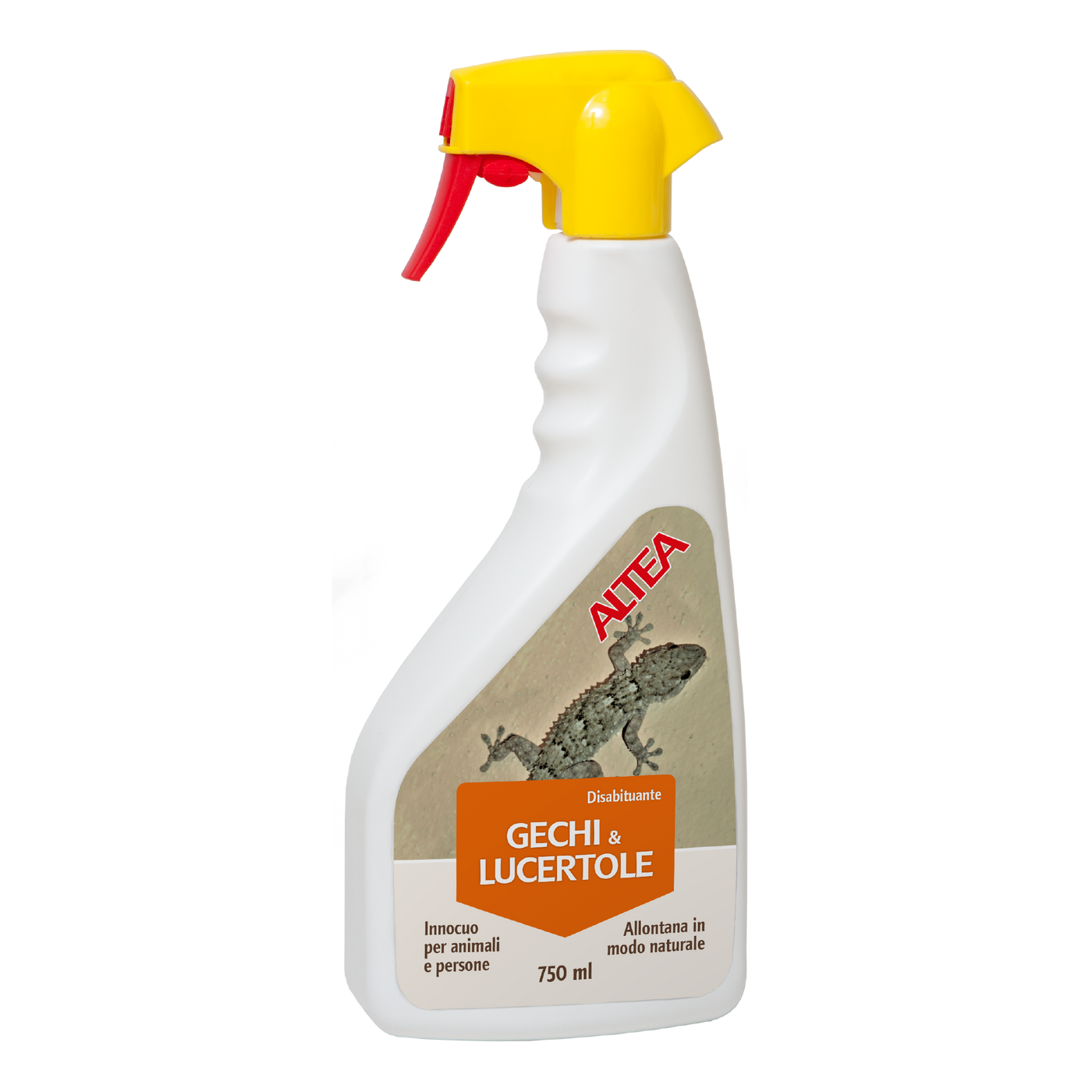 GECHI E LUCERTOLE